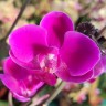 Орхидея Phal. Queen Beer 'Red Sky', multiflora (отцвел) Орхидея Phal. Queen Beer 'Red Sky', multiflora (отцвел)