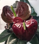 Anthurium Jambo Black Anthurium Jambo Black