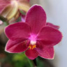 Орхидея Phalaenopsis Perfumе Dazzling Devil, multiflora (отцвел) Орхидея Phalaenopsis Perfumе Dazzling Devil, multiflora (отцвел)
