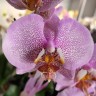 Орхидея Phalaenopsis Pink Dragon (отцвел) Орхидея Phalaenopsis Pink Dragon (отцвел)
