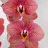 Орхидея Phalaenopsis Toulon (отцвел) Орхидея Phalaenopsis Toulon (отцвел)