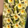 Орхидея Dendrobium nobile (отцвёл, деленка) Орхидея Dendrobium nobile (отцвёл, деленка)