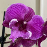 Орхидея Phalaenopsis Black Bear, Big Lip (отцвел) Орхидея Phalaenopsis Black Bear, Big Lip (отцвел)