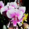 Орхидея Phalaenopsis Big Lip, multiflora (отцвел) Орхидея Phalaenopsis Big Lip, multiflora (отцвел)