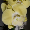 Орхидея Phalaenopsis Limoncello Big Lip (отцвел) Орхидея Phalaenopsis Limoncello Big Lip (отцвел)