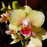Орхидея Phalaenopsis Malibu, multiflora (отцвел) Орхидея Phalaenopsis Malibu, multiflora (отцвел)