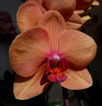 Орхидея Phalaenopsis Asian Sun (отцвёл)