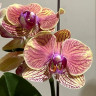 Орхидея Phalaenopsis, multiflora (отцвёл) Орхидея Phalaenopsis, multiflora (отцвёл)