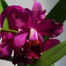 Орхидея Cattleya hybrid (отцвела) Орхидея Cattleya hybrid (отцвела)