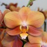 Орхидея Phalaenopsis Monaco, midi (отцвел) Орхидея Phalaenopsis Monaco, midi (отцвел)