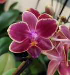 Орхидея Phalaenopsis, multiflora (отцвёл) 2