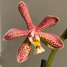 Орхидея Phalaenopsis Spider, multiflora (отцвел) Орхидея Phalaenopsis Spider, multiflora (отцвел)