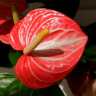 Anthurium Livium Orange (отцвел) Anthurium Livium Orange (отцвел)