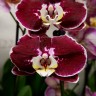 Орхидея Phalaenopsis Armion (отцвел) Орхидея Phalaenopsis Armion (отцвел)