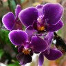 Орхидея Phalaenopsis Purple Princess, mini (отцвел) Орхидея Phalaenopsis Purple Princess, mini (отцвел)