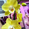 Орхидея Phalaenopsis Big Lip