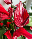 Anthurium Banderola Lava   Anthurium Banderola Lava