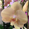 Орхидея Phalaenopsis Golden River (отцвел, РЕАНИМАШКА*)  Орхидея Phalaenopsis Golden River (отцвел, РЕАНИМАШКА*)