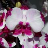 Орхидея Phalaenopsis King Car Dalmatian, big lip (отцвел) Орхидея Phalaenopsis King Car Dalmatian, big lip (отцвел)
