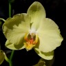 Орхидея Phalaenopsis Ferrara (отцвёл) Орхидея Phalaenopsis Ferrara (отцвёл)
