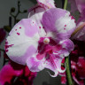 Орхидея Phalaenopsis, Big Lip (отцвел) Орхидея Phalaenopsis, Big Lip (отцвел)