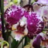 Орхидея Phalaenopsis Blanka (отцвел, РЕАНИМАШКА) 