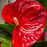 Anthurium Minnesota (деленка без цветов) Anthurium Minnesota (деленка без цветов)