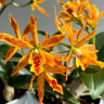 Орхидея Cattleya hybrid (отцвела) Орхидея Cattleya hybrid (отцвела)