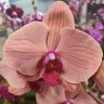 Орхидея Phalaenopsis Maxima Orange Champion (отцвёл) Орхидея Phalaenopsis Maxima Orange Champion (отцвёл)