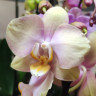 Орхидея Phalaenopsis Peaches (отцвёл) Орхидея Phalaenopsis Peaches (отцвёл)