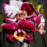 Орхидея Phalaenopsis Bernadetta mutation (отцвел)