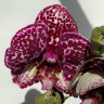 Орхидея Phalaenopsis Wild Cat, peloric (отцвел) Орхидея Phalaenopsis Wild Cat, peloric (отцвел)