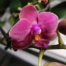 Орхидея Phalaenopsis Cute Holly, multiflora (отцвёл) Орхидея Phalaenopsis Cute Holly, multiflora (отцвёл)