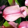 Anthurium Hot Lips (деленка без цветов) Anthurium Hot Lips (деленка без цветов)