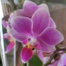 Орхидея Phalaenopsis, mini (отцвел) Орхидея Phalaenopsis, mini (отцвел)