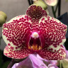 Орхидея Phalaenopsis OX Red Sesame (отцвел) Орхидея Phalaenopsis OX Red Sesame (отцвел)