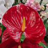 Anthurium Nevada (деленка без цветов) Anthurium Nevada (деленка без цветов)