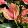 Anthurium Joli Blunsh (деленка без цветов) Anthurium Joli Blunsh (деленка без цветов)