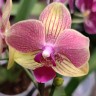 Орхидея Phalaenopsis multiflora (отцвёл) Орхидея Phalaenopsis multiflora (отцвёл)