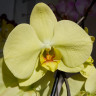 Орхидея Phalaenopsis Golden Apollon