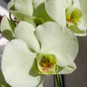 Орхидея Phal. Star Green Beauty (отцвёл, УЦЕНКА*) Орхидея Phal. Star Green Beauty (отцвёл, УЦЕНКА*)