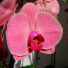 Орхидея Phalaenopsis Asian Coral (отцвел) Орхидея Phalaenopsis Asian Coral (отцвел)