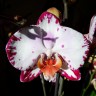 Орхидея Phalaenopsis Bernadetta 