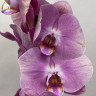Орхидея Phalaenopsis (отцвёл) Орхидея Phalaenopsis (отцвёл)