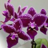Орхидея Phalaenopsis Chia E Yenlin, multiflora (отцвел) Орхидея Phalaenopsis Chia E Yenlin, multiflora (отцвел)