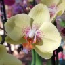 Орхидея Phalaenopsis (отцвёл) Орхидея Phalaenopsis (отцвёл)