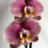 Орхидея Phalaenopsis Long Pride Berger (отцвел)  Орхидея Phalaenopsis Long Pride Berger (отцвел)