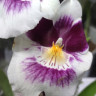 Орхидея Miltonia hybrid (отцвела) Орхидея Miltonia hybrid (отцвела)