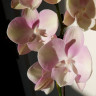 Орхидея Phal. Venetian Carnival, Big Lip (отцвел)  Орхидея Phal. Venetian Carnival, Big Lip (отцвел)