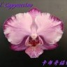 Орхидея Phalaenopsis Cappuccino (еще не цвел)   